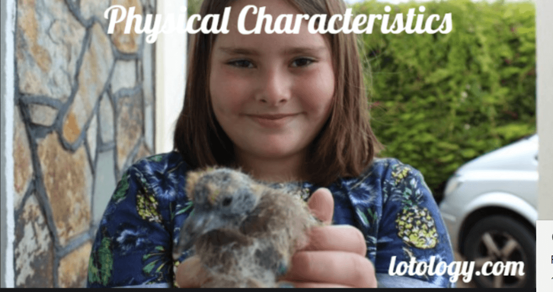 Physical Characteristics