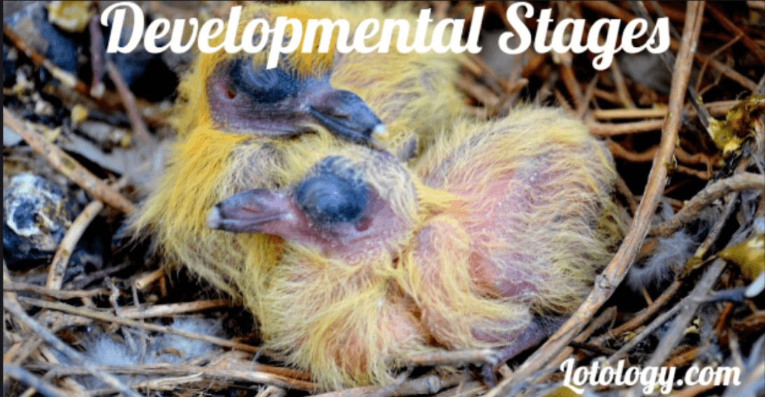 Developmental Stages