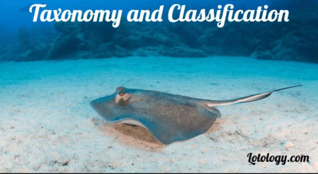 Taxonomy and Classification