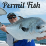 Permit Fish: A Comprehensive Guide to One of the Most Coveted Sportfish