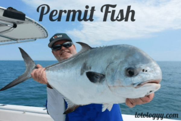 Permit Fish: A Comprehensive Guide to One of the Most Coveted Sportfish